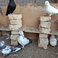 هفت عدد کبوتر یکی جوجه هست دونه ۶۰۰تومان