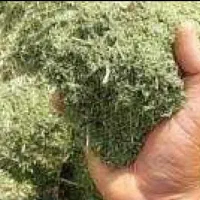 یونجه
