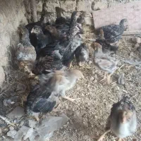 تعداد 22 عدد ویاندوت بلورد و جی اس جی
