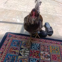خروس گلین پا پر