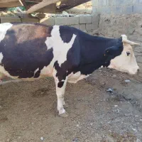 گاو گوساله
