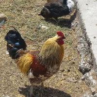 تعدادی مرغ خروس و غاز فروشی