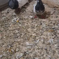 یک جفت کله سبز