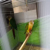 گرینچیک مولد به ضمانت تخم و جوجه قناری نر و ماده