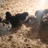 جوجه نژاد دار