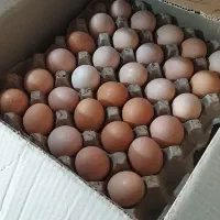 تخم مرغ محلی قیمت کارتن۱۸۰ عددی وزن بالا درشت|خوردنی و آشامیدنی|تهران, شهرک طالقانی|دیوار