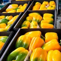 افزایش باردهی و کیفیت فلفل دلمه صادراتی (تضمینی)