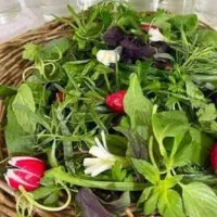 سبزی خوردن