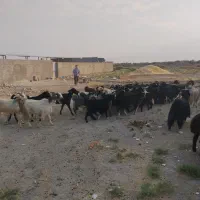 گوسفند