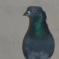 دو عدد نر خوب