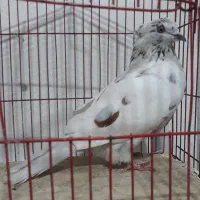 کبوتر غریب گیری