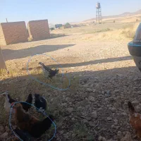 نیمچه گلین