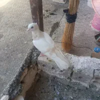 جوجه کبوتر