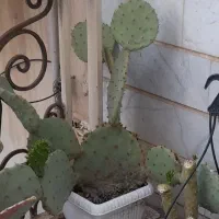 کاکتوس