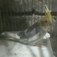 عروس هلندی