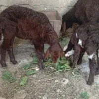 نر بره جنس طلا