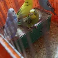 دو جفت مرغ عشق خوشکل