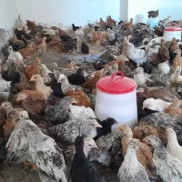 جوجه محلی رسمی و گلین لری ۳ ماهه