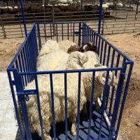 دام زنـده  سفـیدنژاد کـردستانی