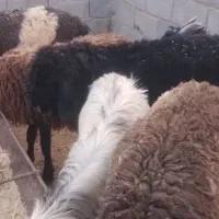 بره افشاری نر ۳۵ کیلویی