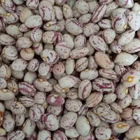 لوبیا چیتی سرحد
