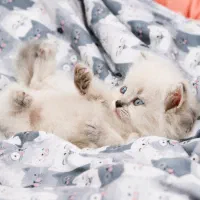 بچه گربه،اسکاتیش،بریتیش،اسکاتیش