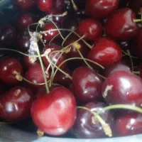 گیلاس تکدانه