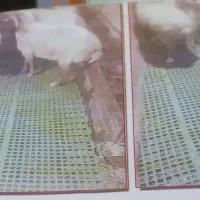 پالت دامداری