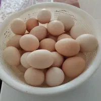 تخم مرغ تازه تازه