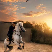 آموزش سوارکاری صفر تا صد