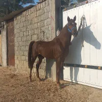 اسب دره شوری شجره دار