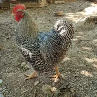 خروس امروک