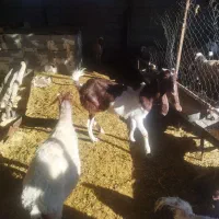 بز پاکستان اصل میش بره