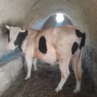 گوساله هولشتاین