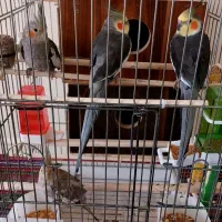 عروس هلندی اهلی