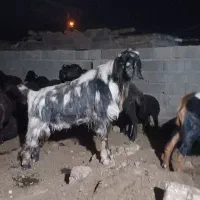بز نر