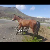 اسب|اسب و تجهیزات اسب‌سواری|سنندج, |دیوار