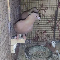 پرنده