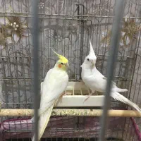 جفت عروس هلندی کار داده