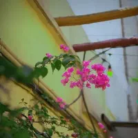 شاید-این-خانه-همخانه-ی-خودش-را-پیدا-کند