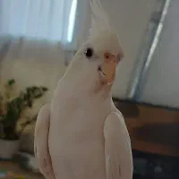 عروس هلندی البینونر