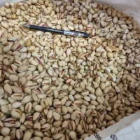 پسته احمداقایی رفسنجان مستقیم از کشاورز