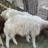 ۴عدد بره نر