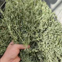 سلام یونجه خوب و تمیز سر زمین