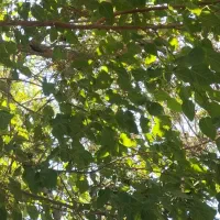 علوفه یونجه