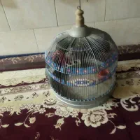 قفس طرقه سالم