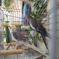 یک جفت عروس هلندی