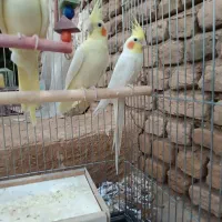 عروس هلندی