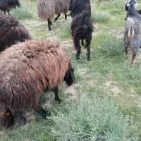 قوچ بذری