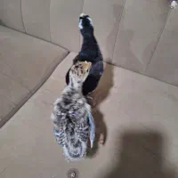 جوجه بوقلمون و جوجه محلی